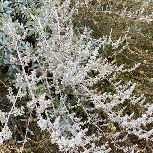 White Sage 1 stick 8”x 1” Organic - Picture 7 of 14